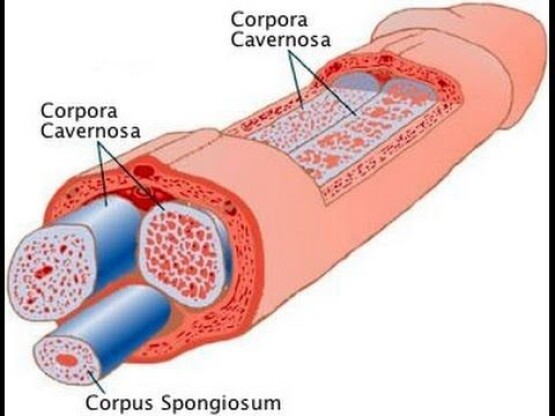 Il pene può essere ingrandito?